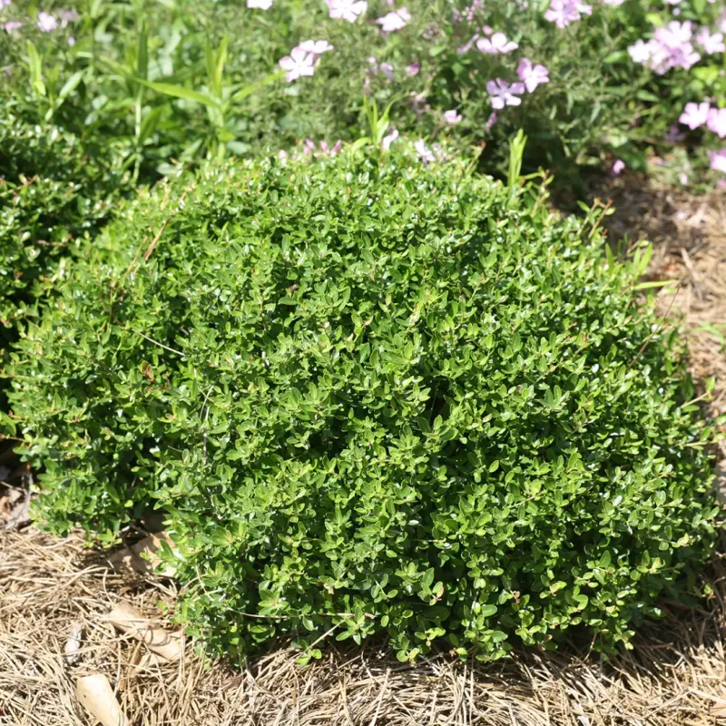 Dwarf Yaupon Holly Provides Tough, Adaptable Form