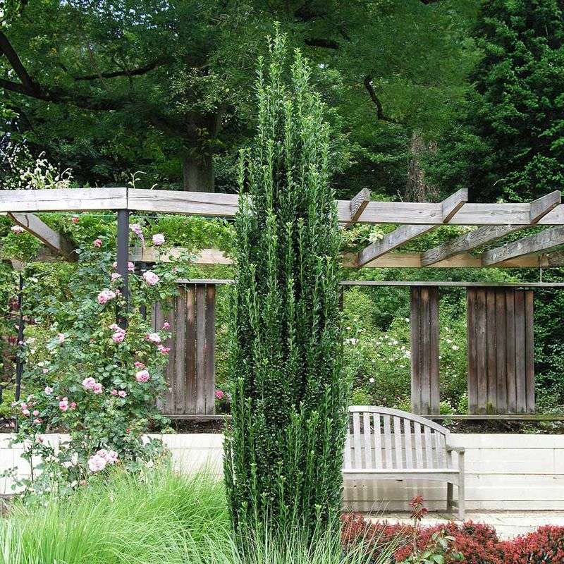Japanese Holly Delivers The Classic Shape With Fewer Headaches
