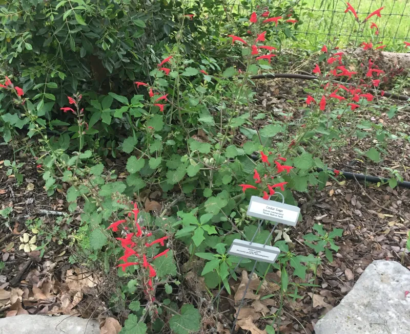 Cedar Sage Brings Crimson Blooms To Dry Shade