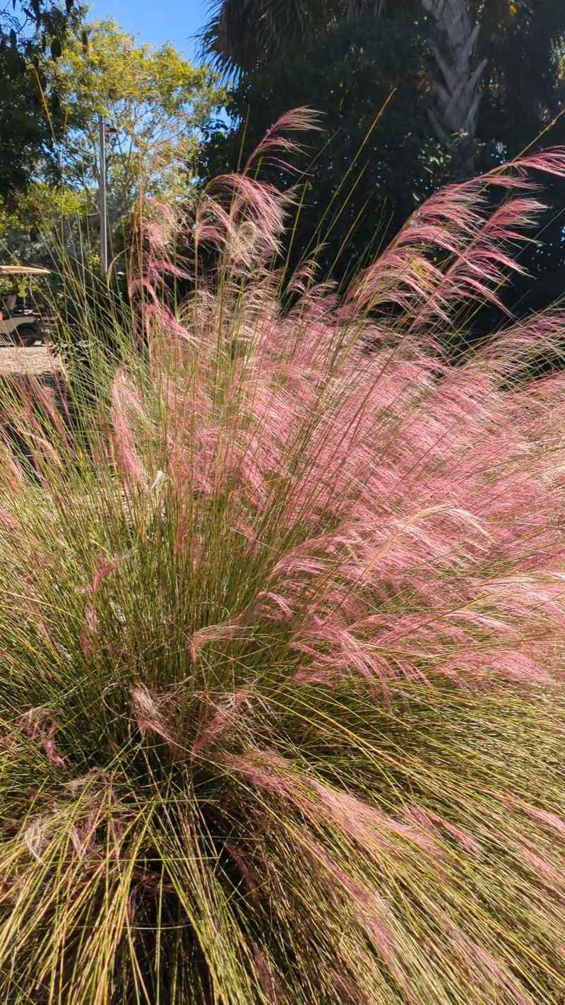 Muhly Grass Takes Whatever Weather Comes