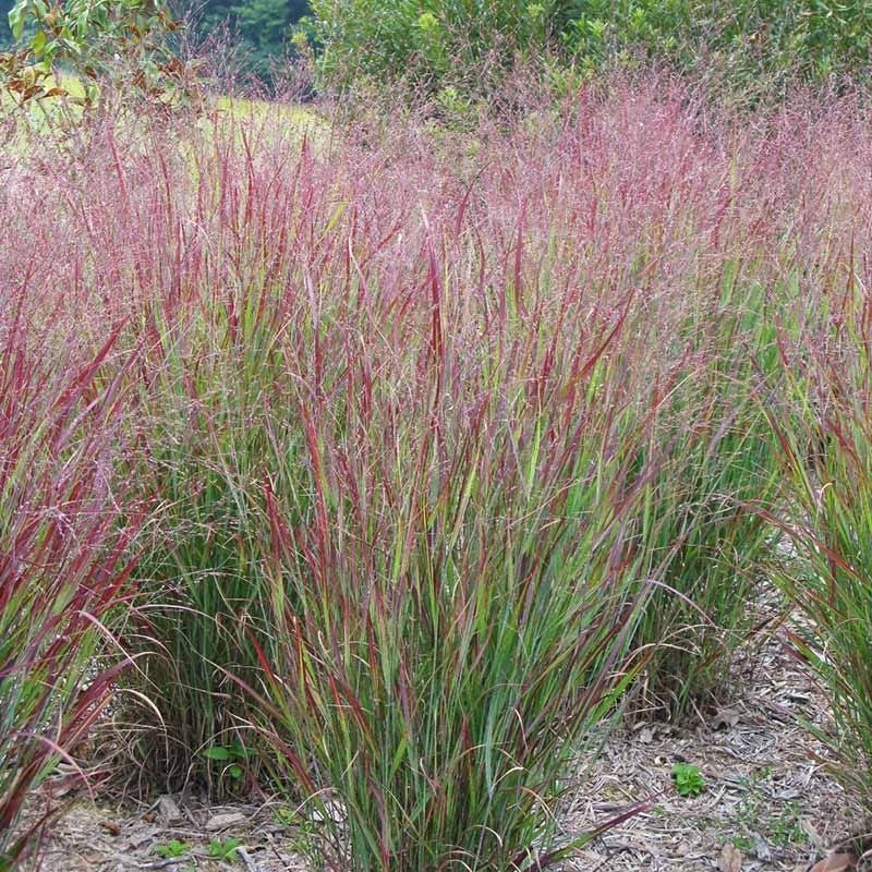Switchgrass Creates Tall Waving Havens