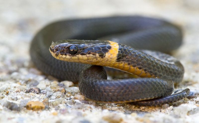 Give A Spotted Snake Room To Leave