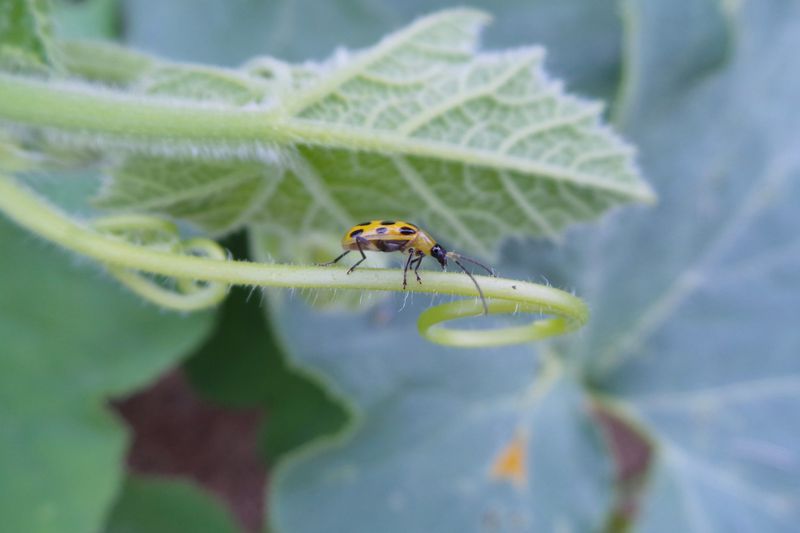 Scout For Pests And Disease Without Harming Bees