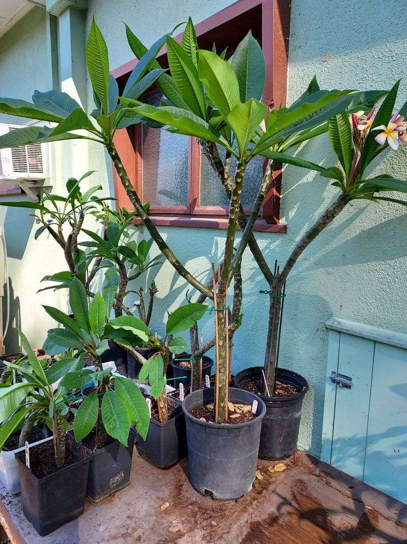 Prepare Containers And Young Plants Before Winds Arrive