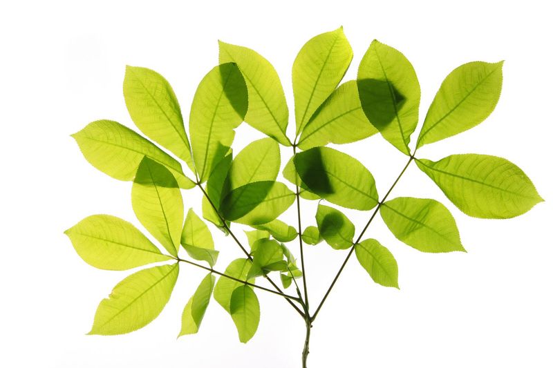 Separate Leaves From Leaflets