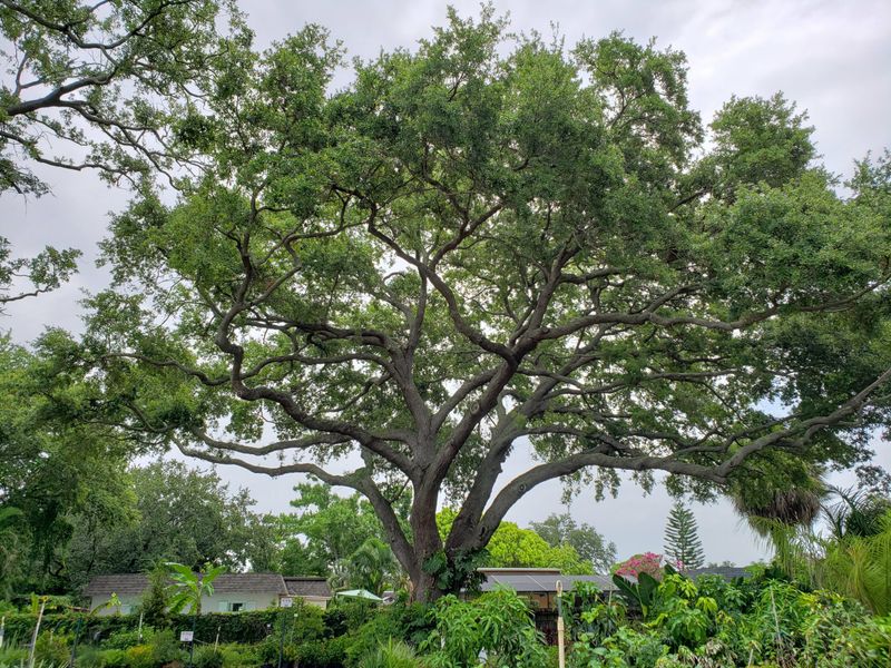 Choose Florida Oaks For The Site You Have