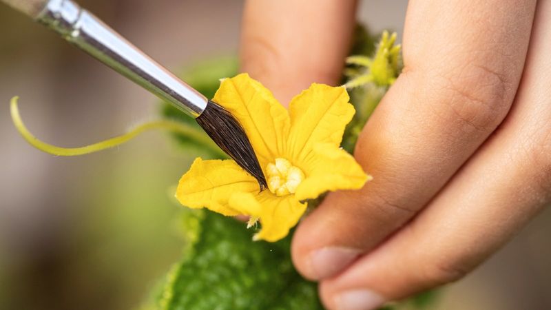 Hand-Pollinate Only The Varieties That Need It