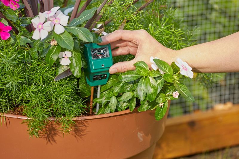 Manage Moisture For The Plant