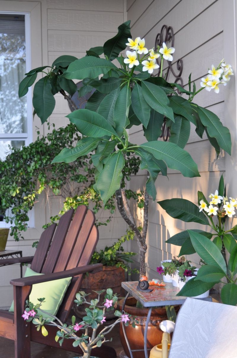 Give The Plant Strong But Heat-Aware Light