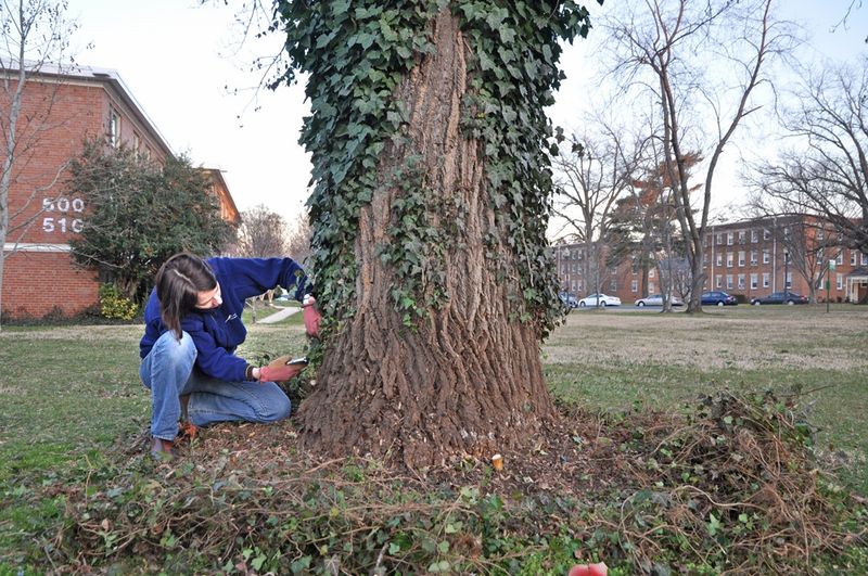Cut the Vines Instead of Pulling Them