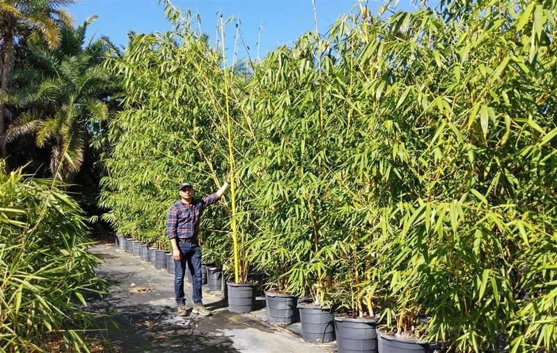 Match Plant Size, Spacing, And Establishment Care