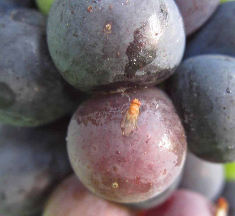 Use Pesticides Only When the Label Supports Them