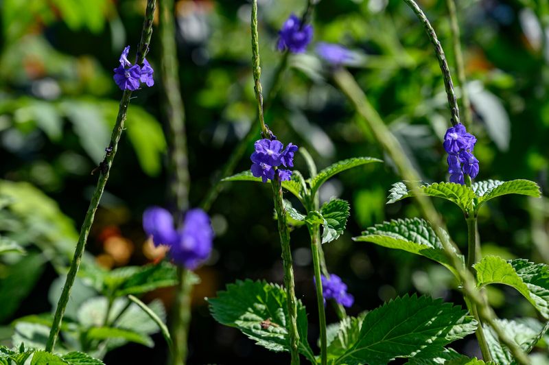 Embrace Blue Porterweed's Delicate Spikes
