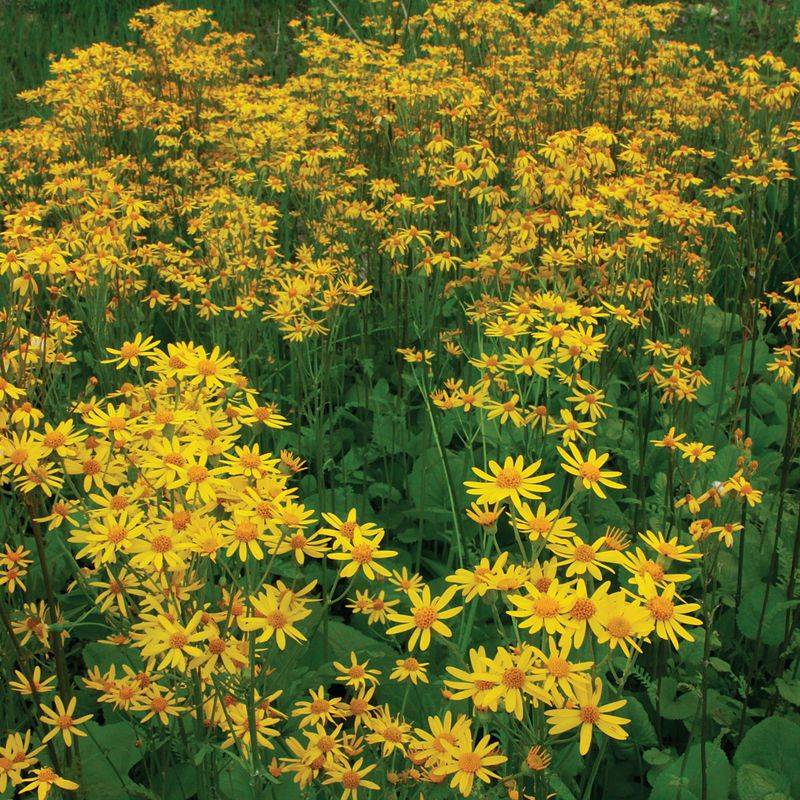 Enjoy Early Blooms With Golden Ragwort