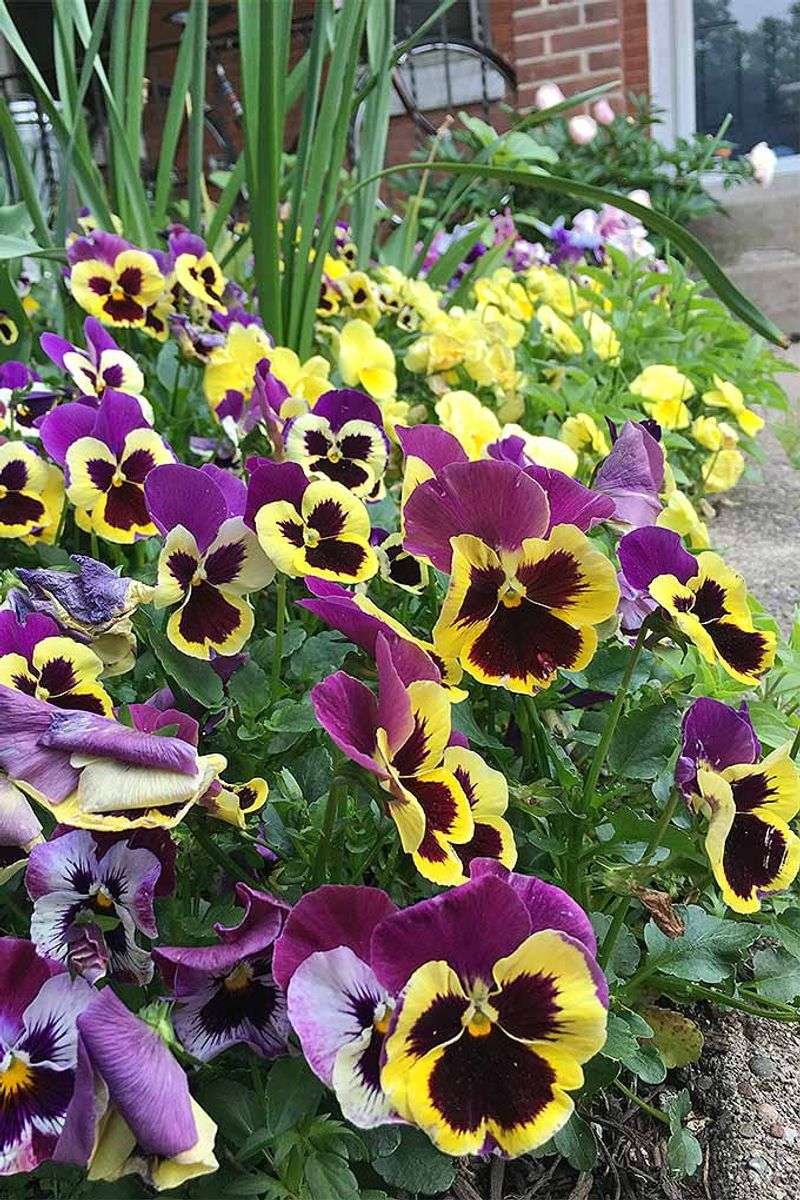 Pansies and Violas: Cheerful Pockets of Color