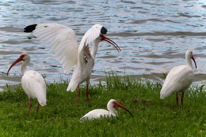 Heavy Rain Can Create an Easy Feeding Patch