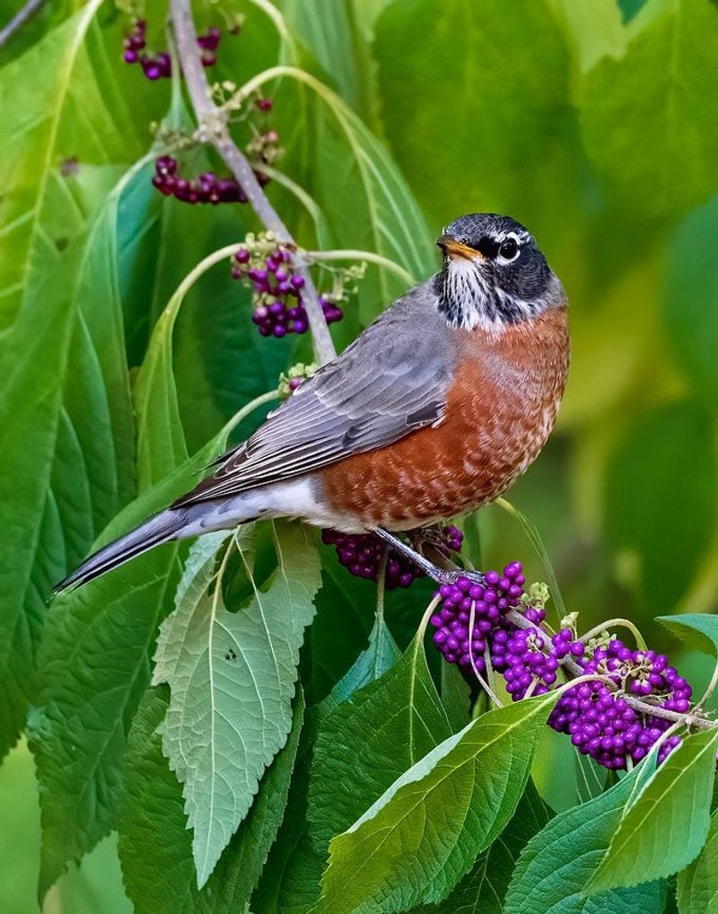It Is A Feast For North Carolina's Birds And Wildlife