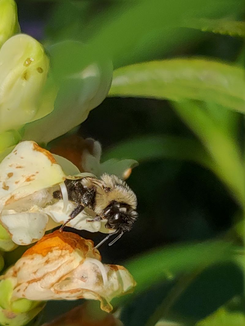 A Late-Season Lifeline For Bumblebees