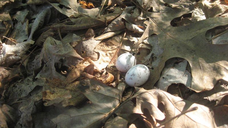 Quiet Observation Protects A Hidden Ground Nest