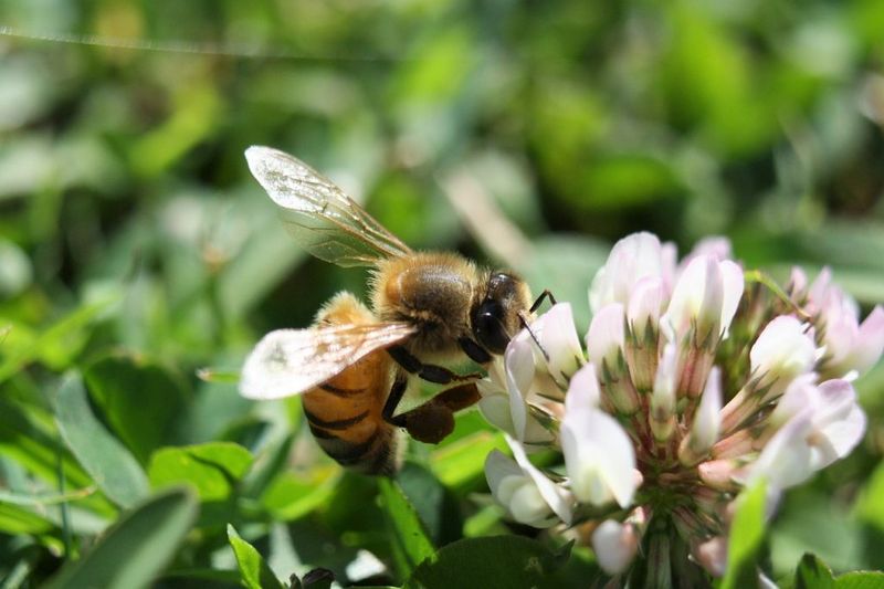 White Clover Offers Real, Limited Benefits