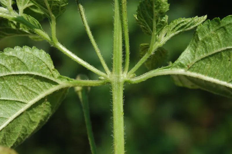 Use the Whole Plant Before You Name It