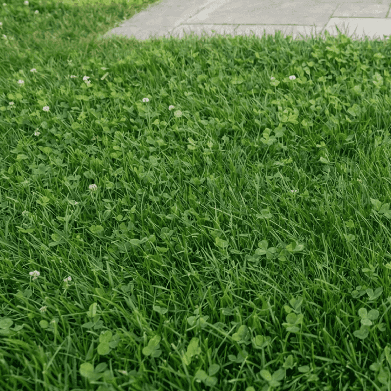 A Mixed Lawn Can Keep The Upside