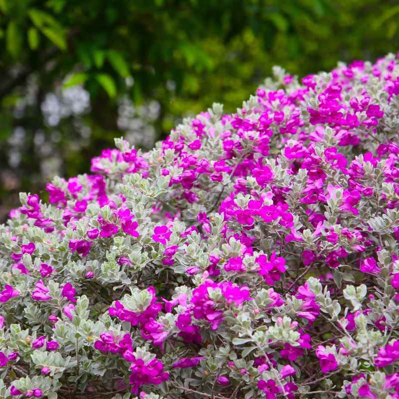 Choose the Site Before You Choose the Shrub