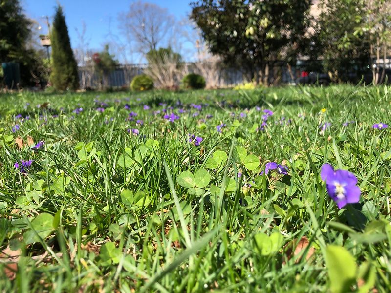 Keep A Defined Patch Where Turf Struggles