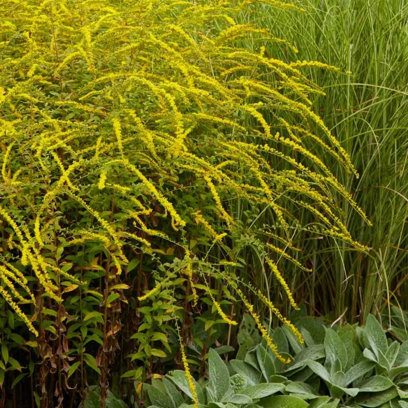 Choose The Goldenrod That Fits Your Space