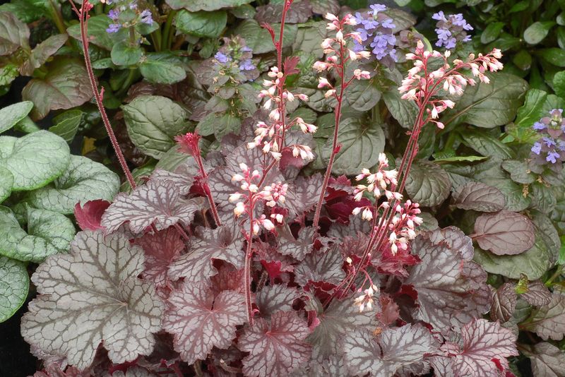 Expect Delicate Bells, Not Hosta-Size Drama