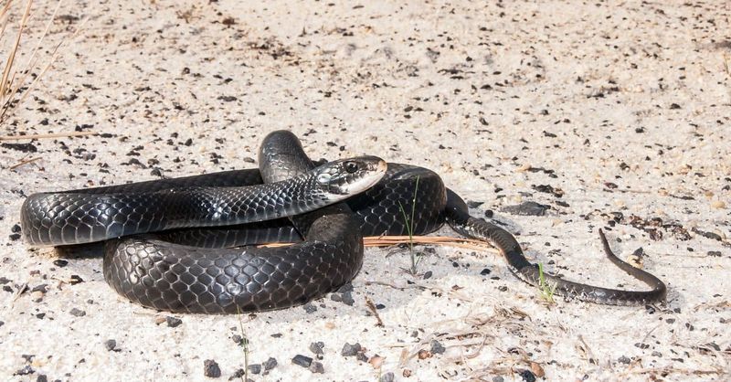 A Racer Helps, But It Cannot Run Your Pest Program