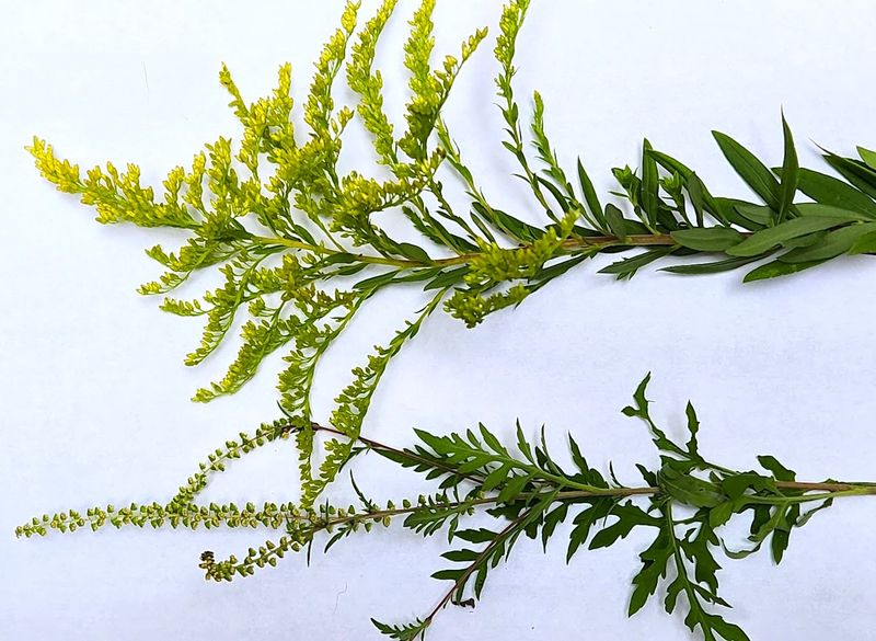 Ragweed Gets The Blame Instead