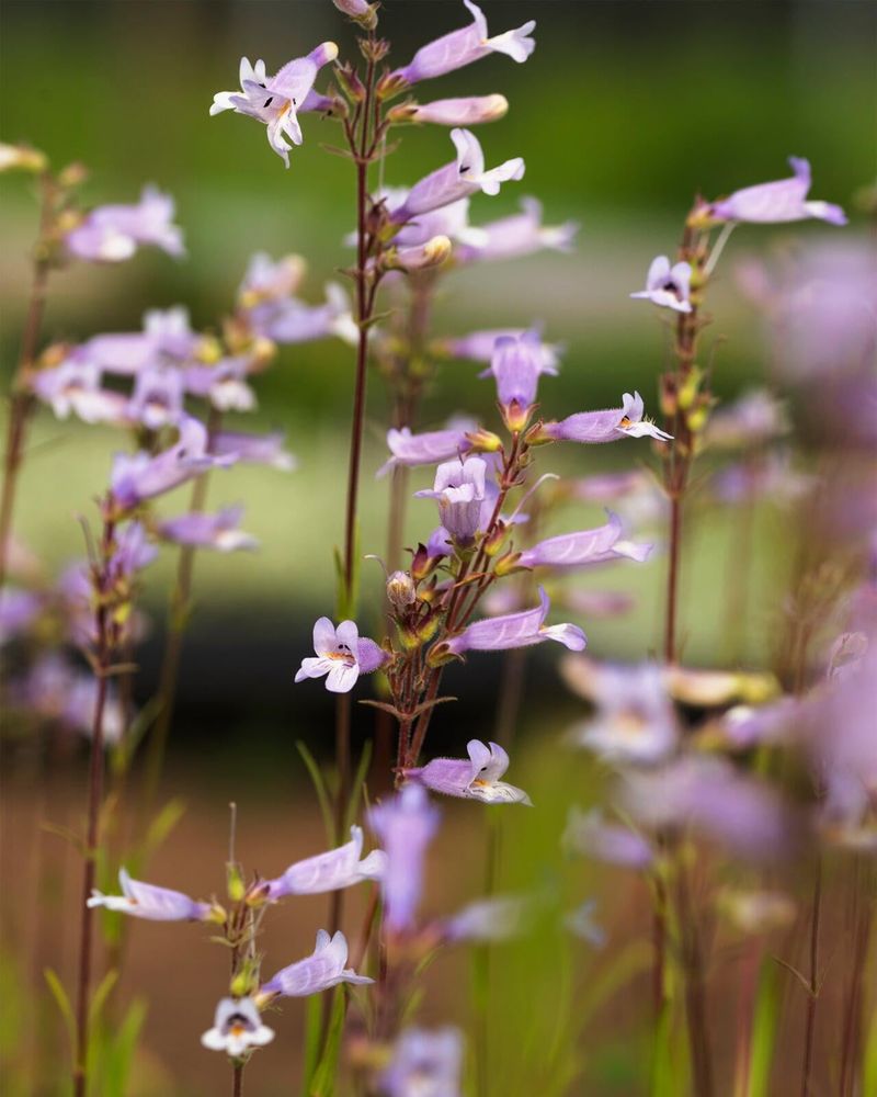 Choose A Lawn Strategy That Fits The Location