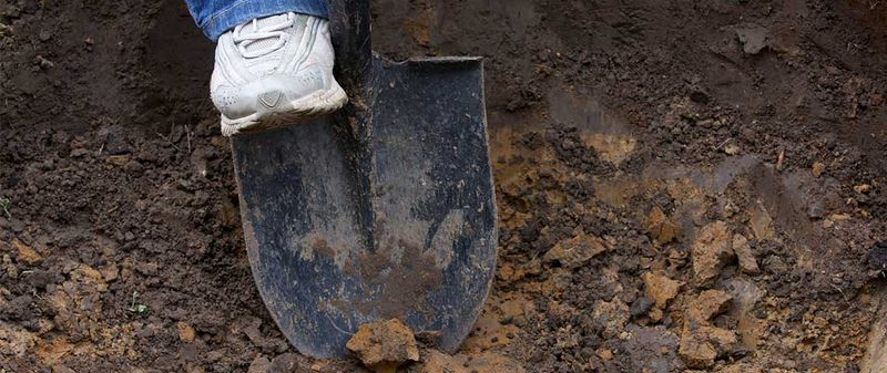 Pennsylvania Soil Can Keep Roots Near the Surface