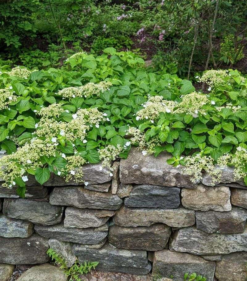 What the Groundcover Label Does Not Promise