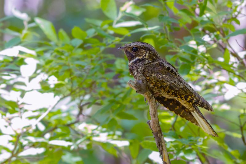 Season and Sound Both Matter in North Carolina