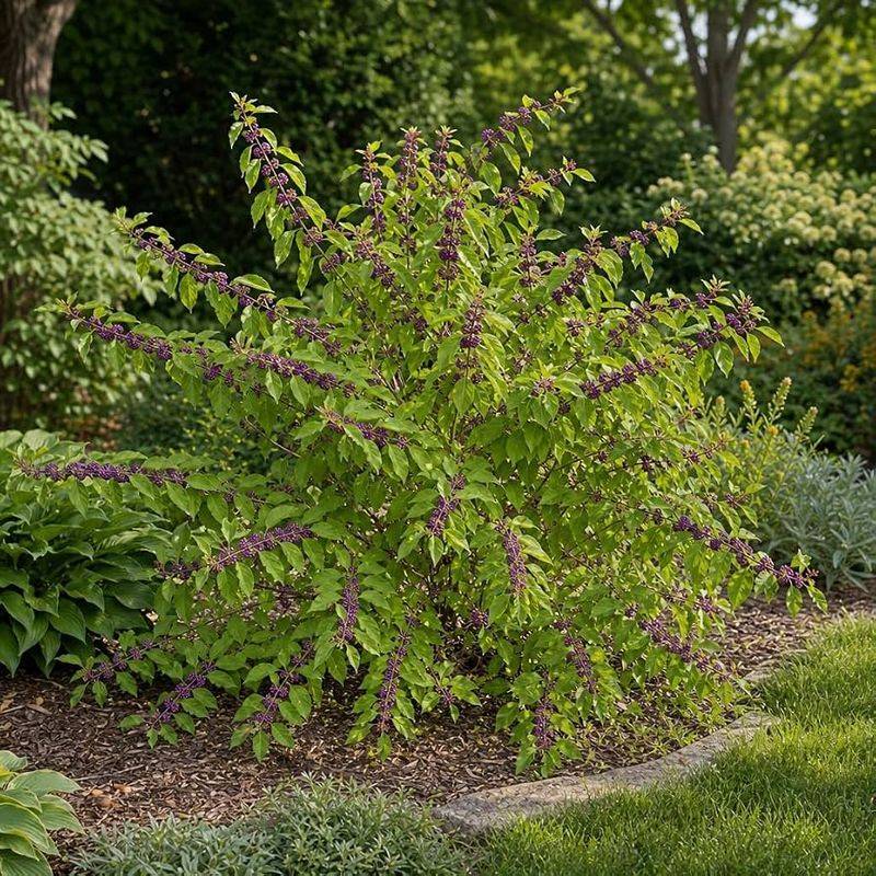 It Is Exceptionally Low Maintenance And Drought-Tolerant