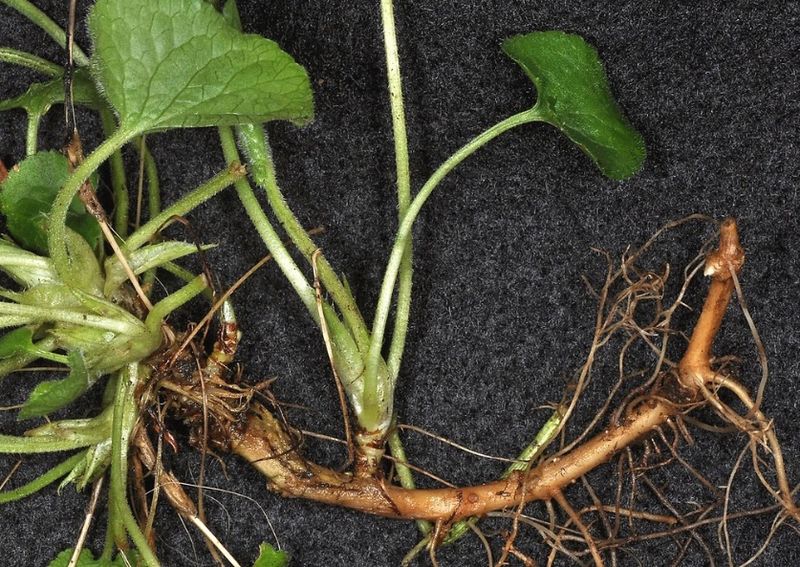Rhizomes Make the Patch Persistent