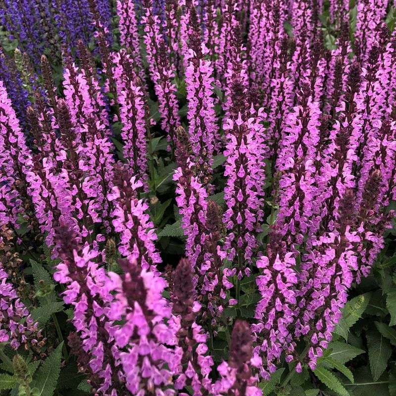 Perennial Salvia Pink Profusion