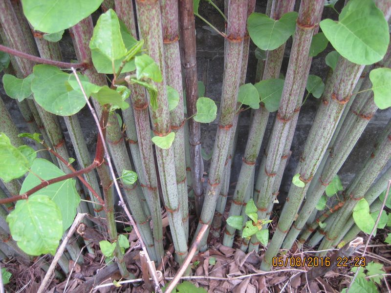Japanese Knotweed Grows Through Concrete