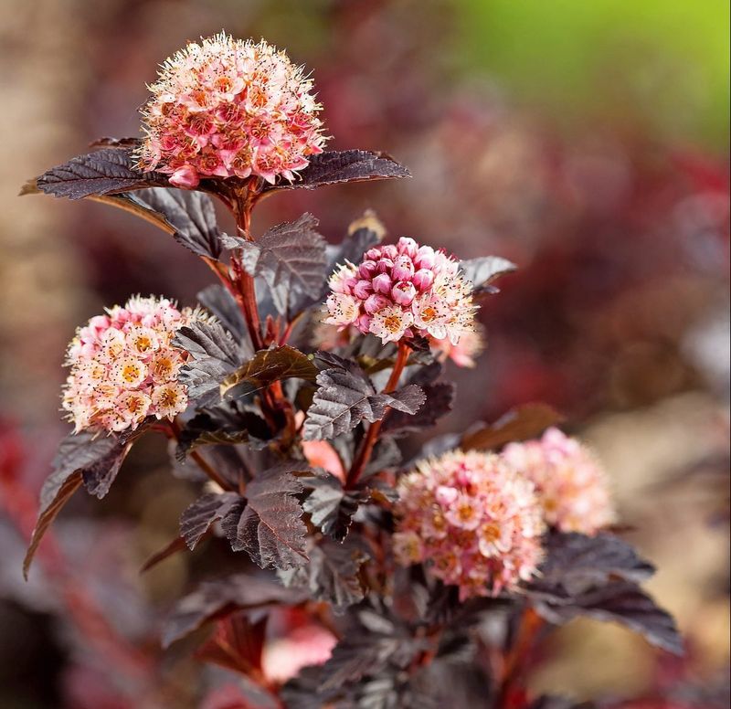 Tougher Natives Offer Diverse Form And Ecological Benefits