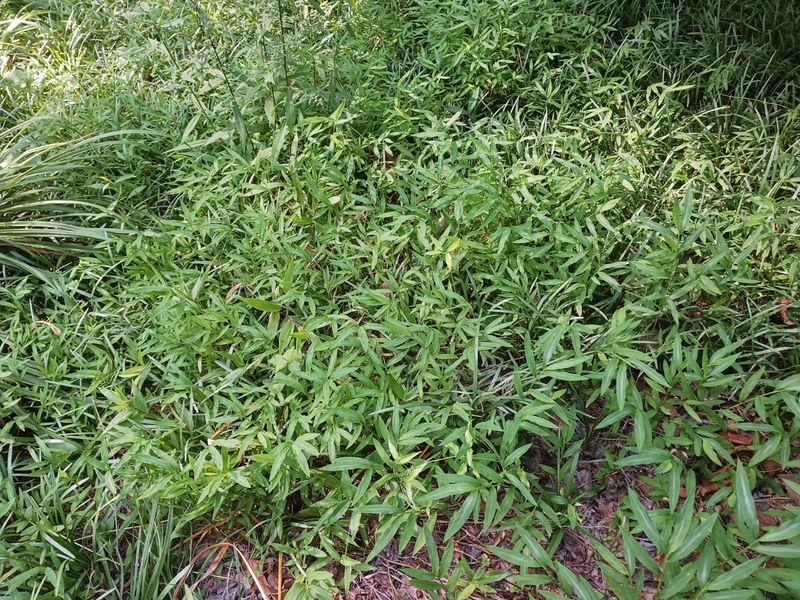 Japanese Stiltgrass Takes Over Shady Spots Overnight