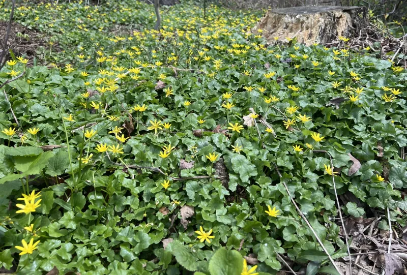 Lesser Celandine Is a Fleeting but Fierce Invader