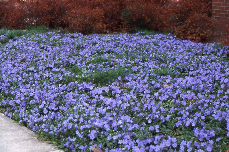Periwinkle Undermines Desired Plantings