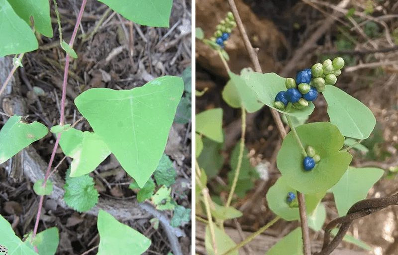 Mile-A-Minute Weed Lives Up To Its Name