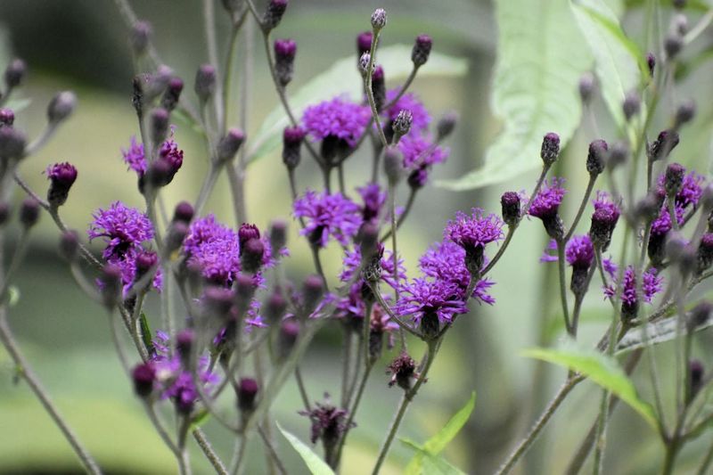 Ironweeds: Towering Sentinels of Fall