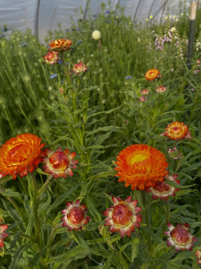 Ever Laughter Farm And Nursery's Thoughtful Perennials
