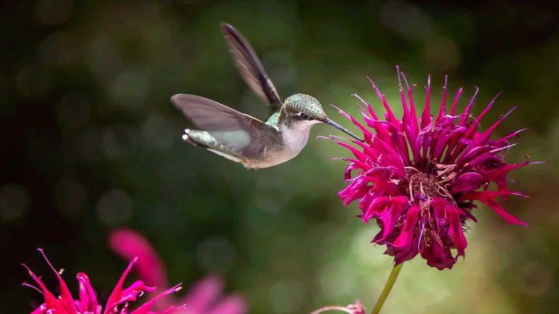 Bee Balm Brings Hummingbirds And Deters Deer