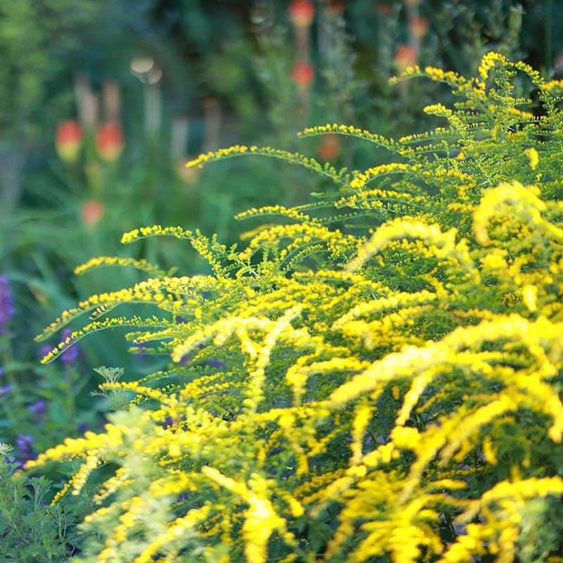 Goldenrod Lights Up The Late Season