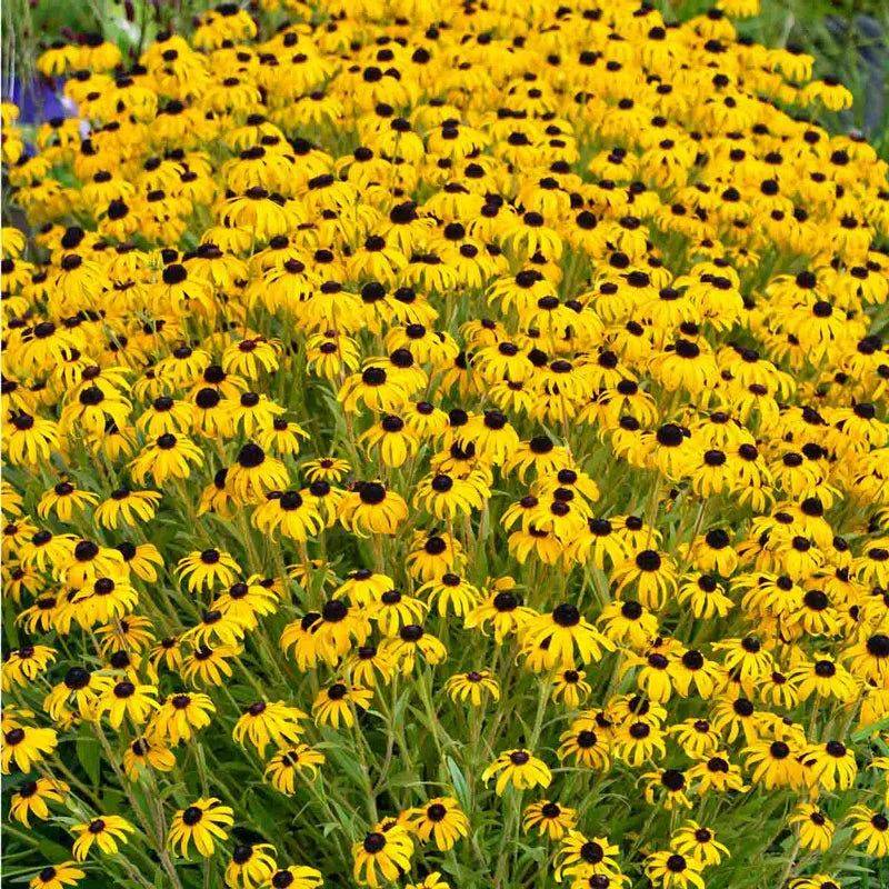 Black-Eyed Susan Gets Tougher As It Ages